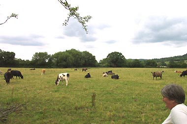Cheltenham cows 2